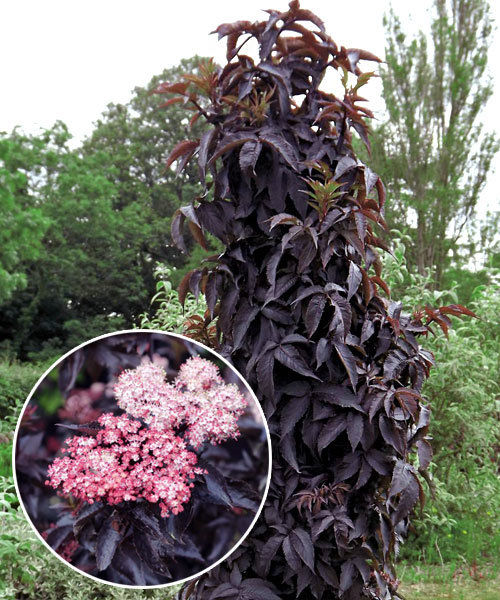 Бузина черную Блэк Тауэр (Sambucus nigra 'Black Tower') 3,6л 40-60 см