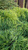 Кипарисовик горохоплодный Филифера Нана (Filifera Nana) С6 30-40см #2