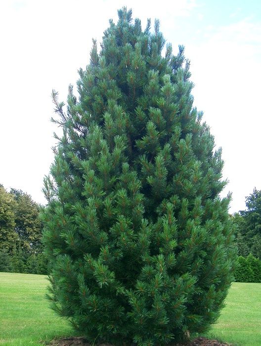 Сосна кедровая европейская (кедр европейский) (Pinus cembra)7.5л 50-70 см