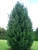 Сосна кедровая европейская (кедр европейский) (Pinus cembra)7.5л 50-70 см #1
