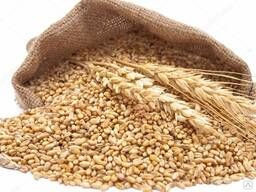 Дробленка из пшеницы, ячменя