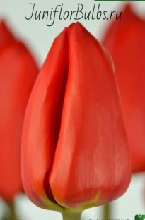 Луковицы тюльпанов сорт Lalibela #1