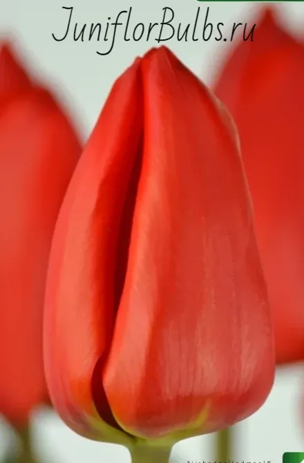 Луковицы тюльпанов сорт Lalibela 14+