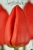 Луковицы тюльпанов сорт Lalibela #1