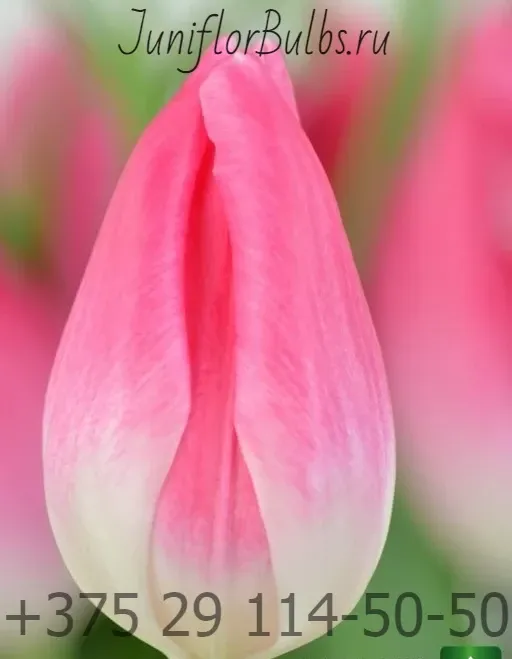 Луковицы тюльпанов сорт Bolroyal Pink 12+