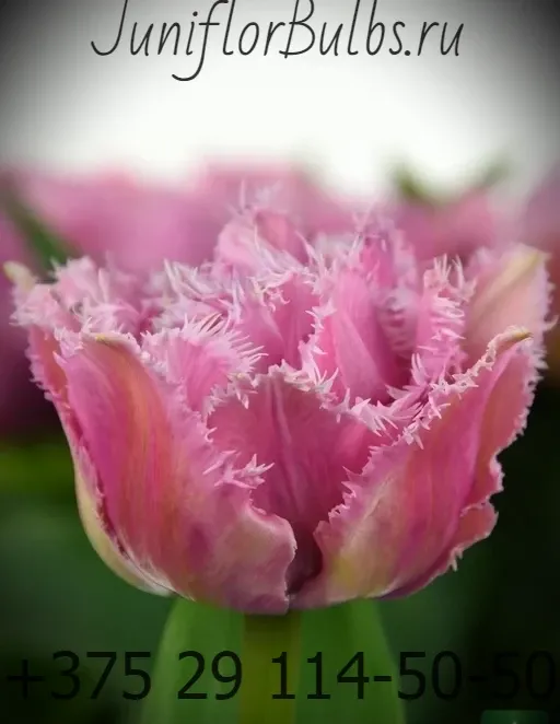 Луковицы тюльпанов сорт Cairns 11 +