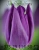 Луковицы тюльпанов сорт Deep Purple Rock купить оптом #1