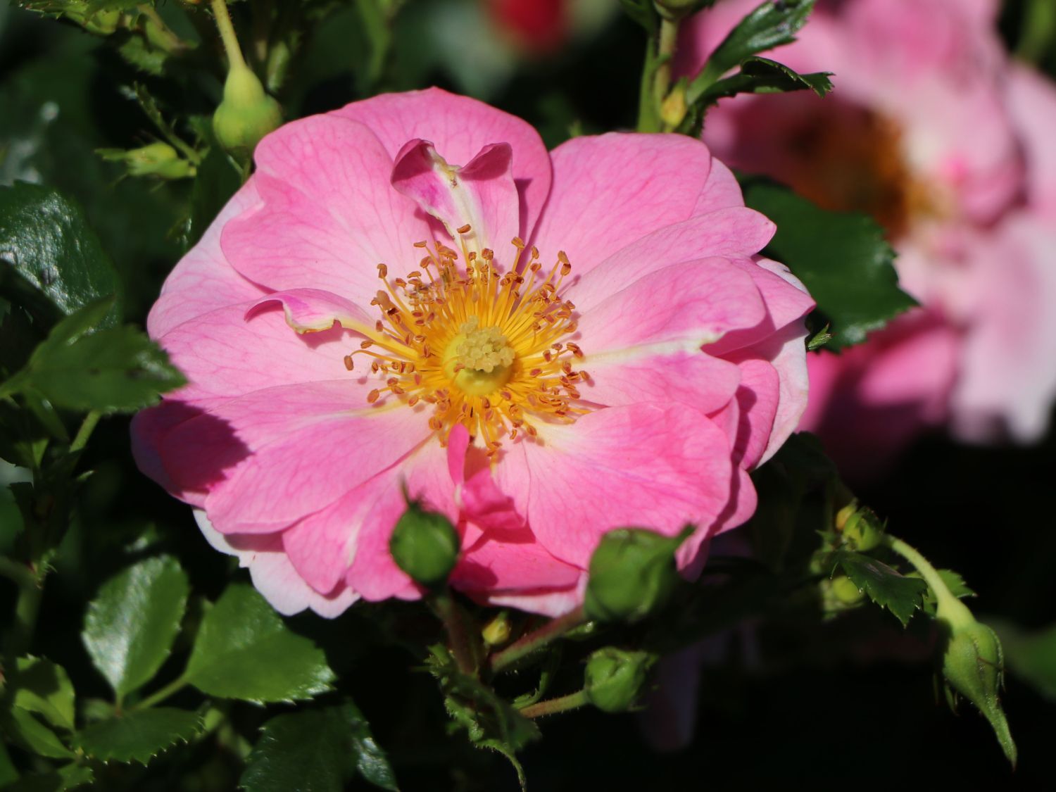 Роза Биненвайде роз Пинк (Rosa Bienenweide) почвопокровная 10л контейнер розовые цветки!