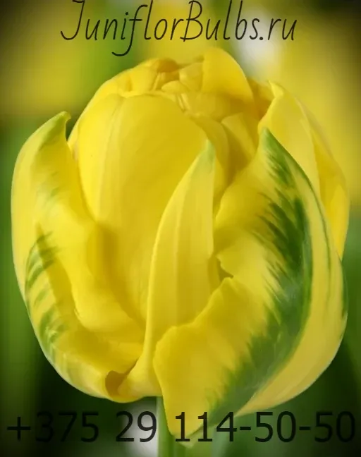 Луковицы тюльпанов сорт Golden Jewel 12\+