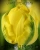Луковицы тюльпанов сорт Golden Jewel #1
