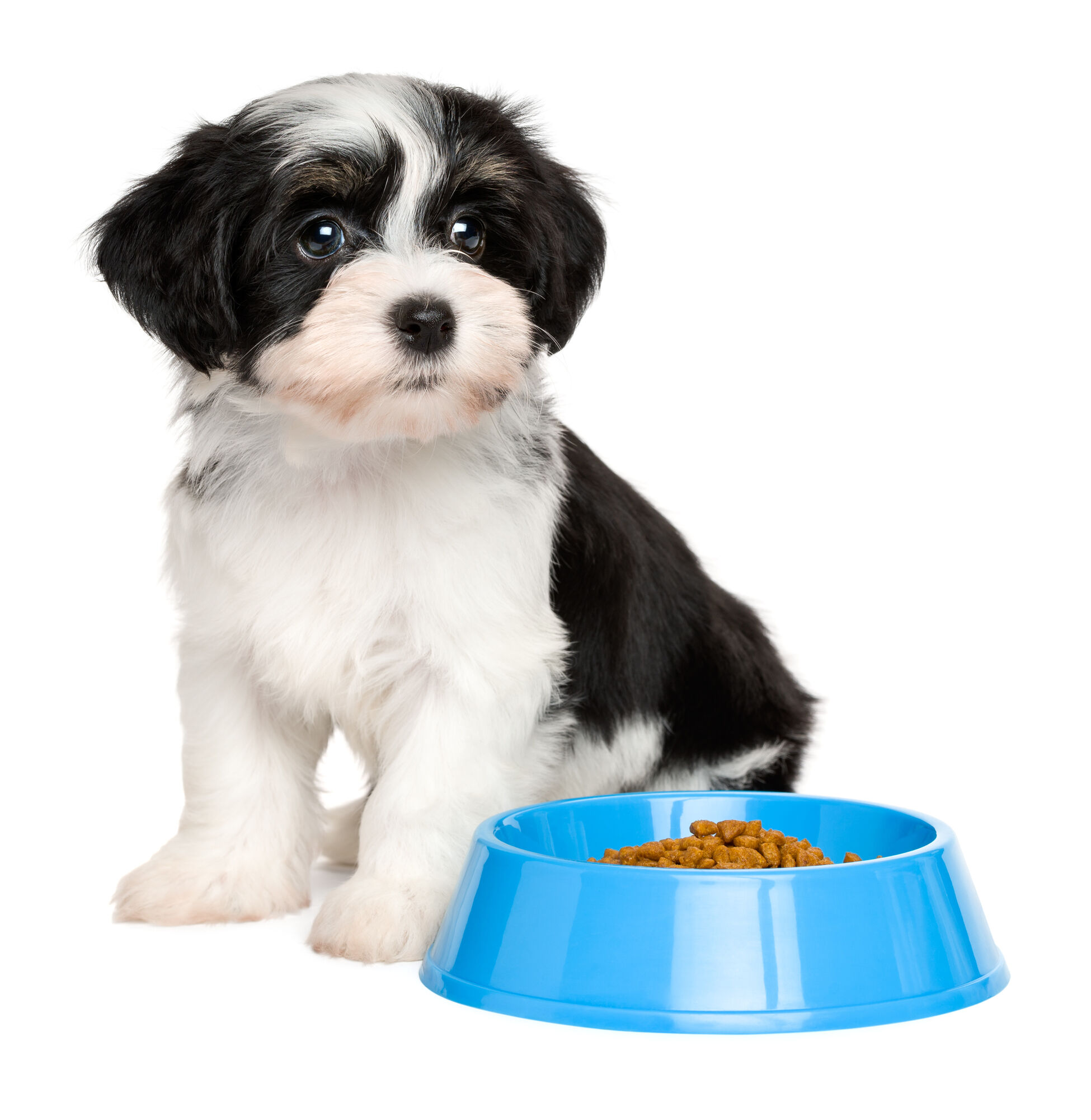 Корм ALL DOGS корм сухой для взрослых собак с курицей, пп, 13 кг