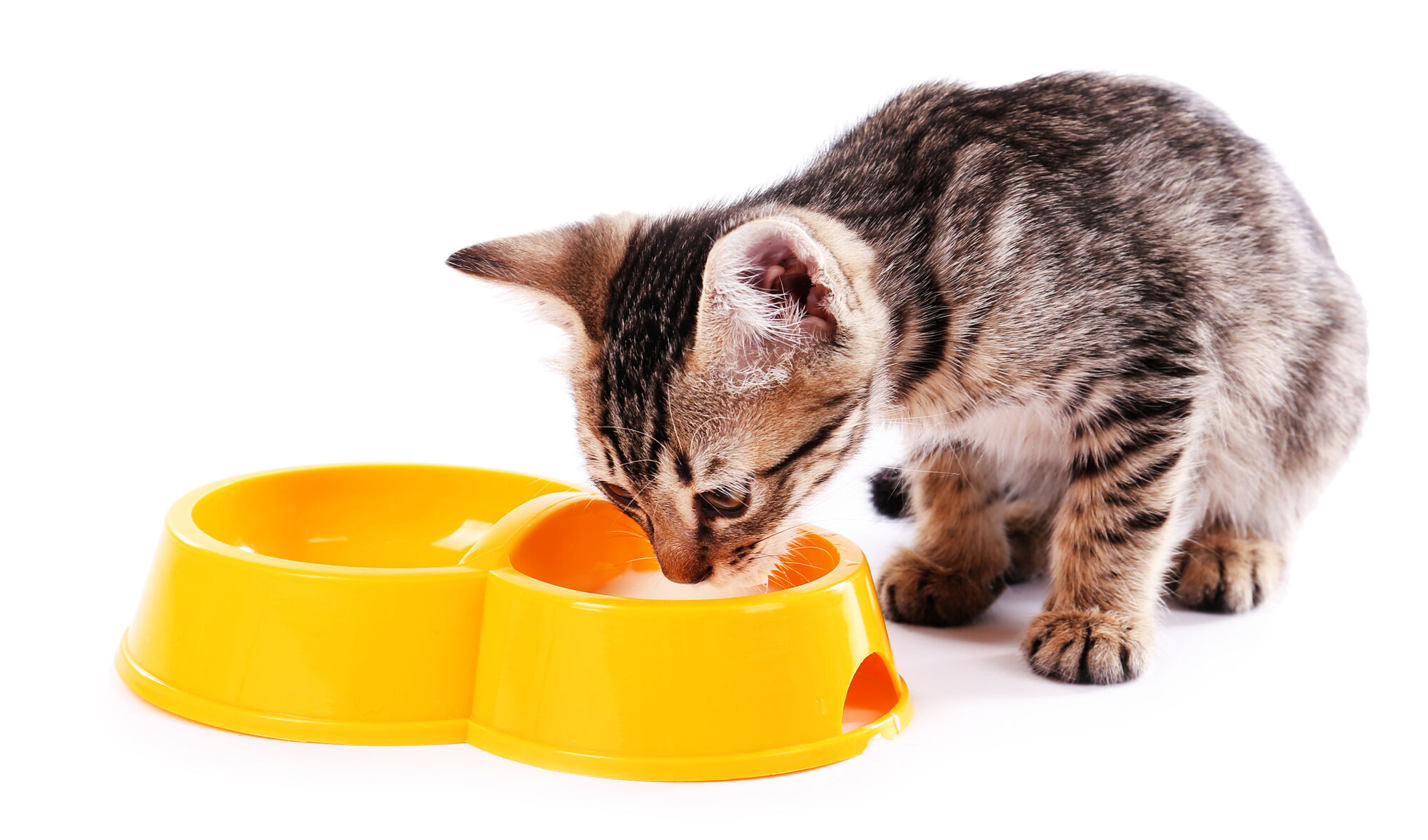 Корм для кошек ALL CATS корм сухой д/взр. стерилизованных с курицей, пп, 13 кг