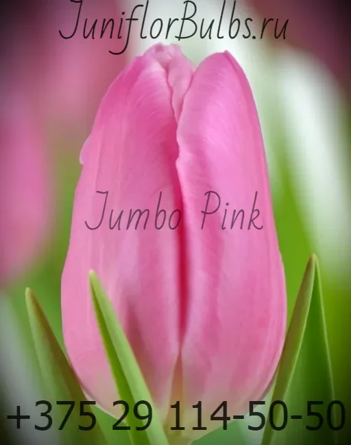 Луковицы тюльпанов сорт Jumbo Pink 11\12