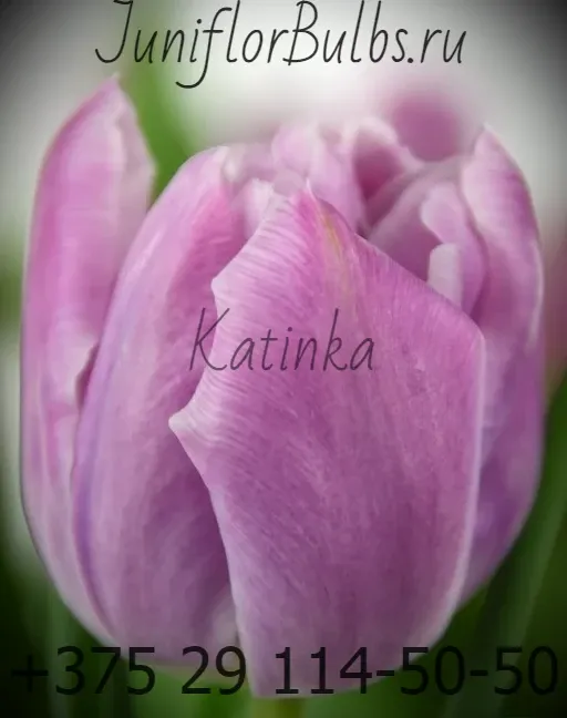 Луковицы тюльпанов сорт Katinka 11-12